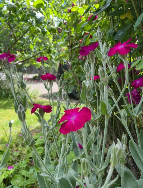 Rose Campion Seeds - Dandys Landscape Supplies