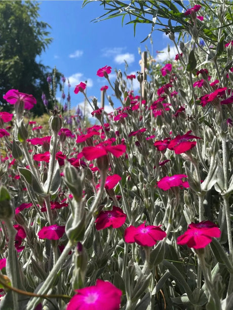 Rose Campion Seeds - Dandys Landscape Supplies