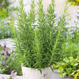 Rosemary Herb Seeds - Dandys Landscape Supplies