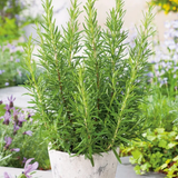 Rosemary Herb Seeds - Dandys Landscape Supplies
