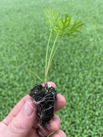 Round Carrot Plug Plants "Grow Your Own" Vegetables **Letterbox Friendly** - Dandys Landscape Supplies