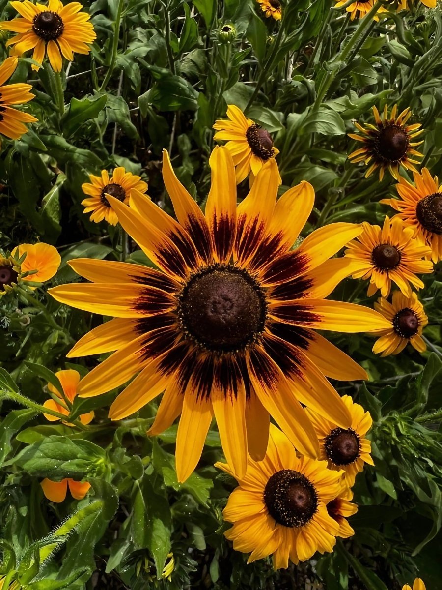 Rudbeckia Autumn Forest Seeds - Dandys Landscape Supplies