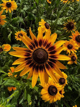 Rudbeckia Autumn Forest Seeds - Dandys Landscape Supplies