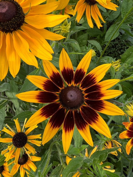 Rudbeckia Autumn Forest Seeds - Dandys Landscape Supplies