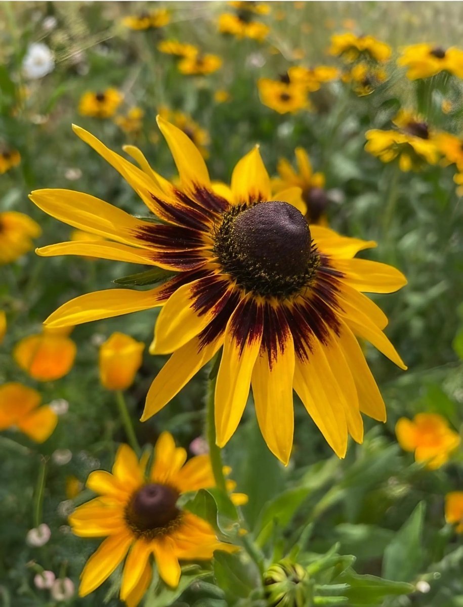 Rudbeckia Autumn Forest Seeds - Dandys Landscape Supplies