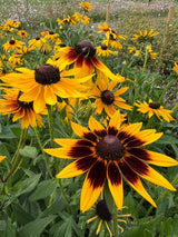 Rudbeckia Autumn Forest Seeds - Dandys Landscape Supplies