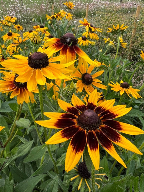 Rudbeckia Autumn Forest Seeds - Dandys Landscape Supplies
