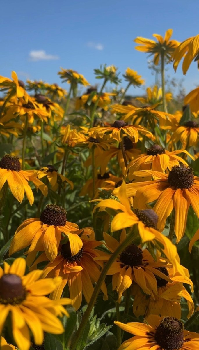 Rudbeckia Marmalade - Dandys Landscape Supplies