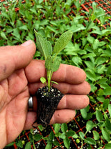 Sage Plug Plants "Grow your Own" Herbs **LETTERBOX FRIENDLY** - Dandys Landscape Supplies