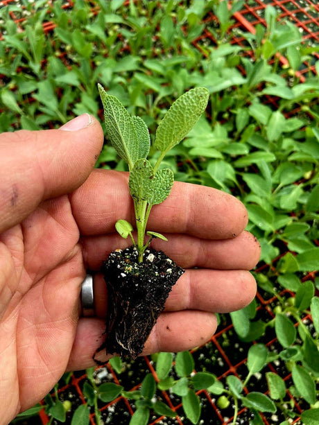 Sage Plug Plants "Grow your Own" Herbs **LETTERBOX FRIENDLY** - Dandys Landscape Supplies