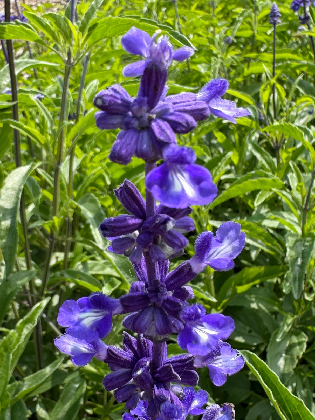 Salvia Victoria Blue