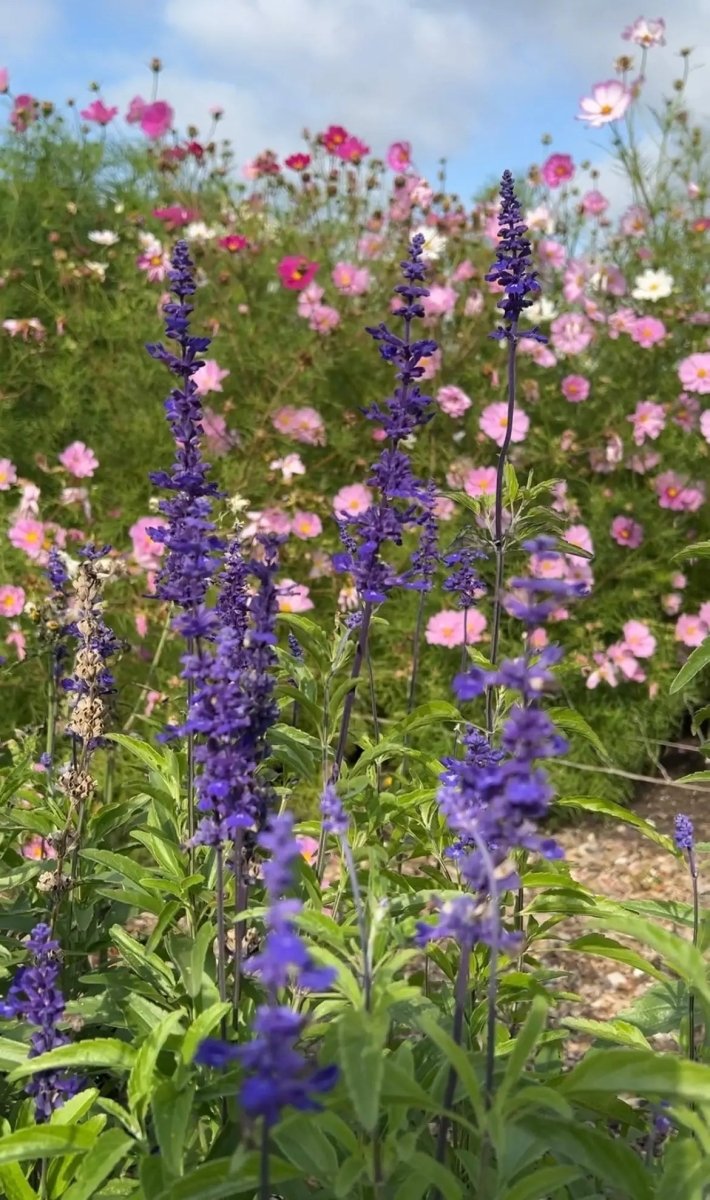 Salvia Victoria Blue - Dandys Landscape Supplies