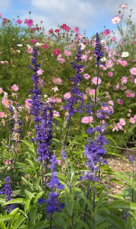 Salvia Victoria Blue - Dandys Landscape Supplies