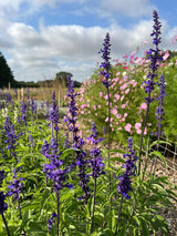 Salvia Victoria Blue - Dandys Landscape Supplies
