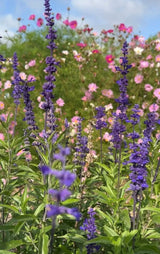 Salvia Victoria Blue - Dandys Landscape Supplies
