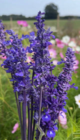 Salvia Victoria Blue - Dandys Landscape Supplies
