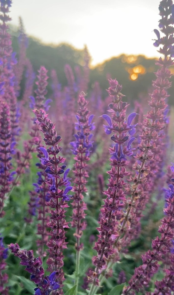 Salvia Violet Queen - Dandys Landscape Supplies