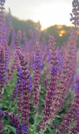 Salvia Violet Queen - Dandys Landscape Supplies
