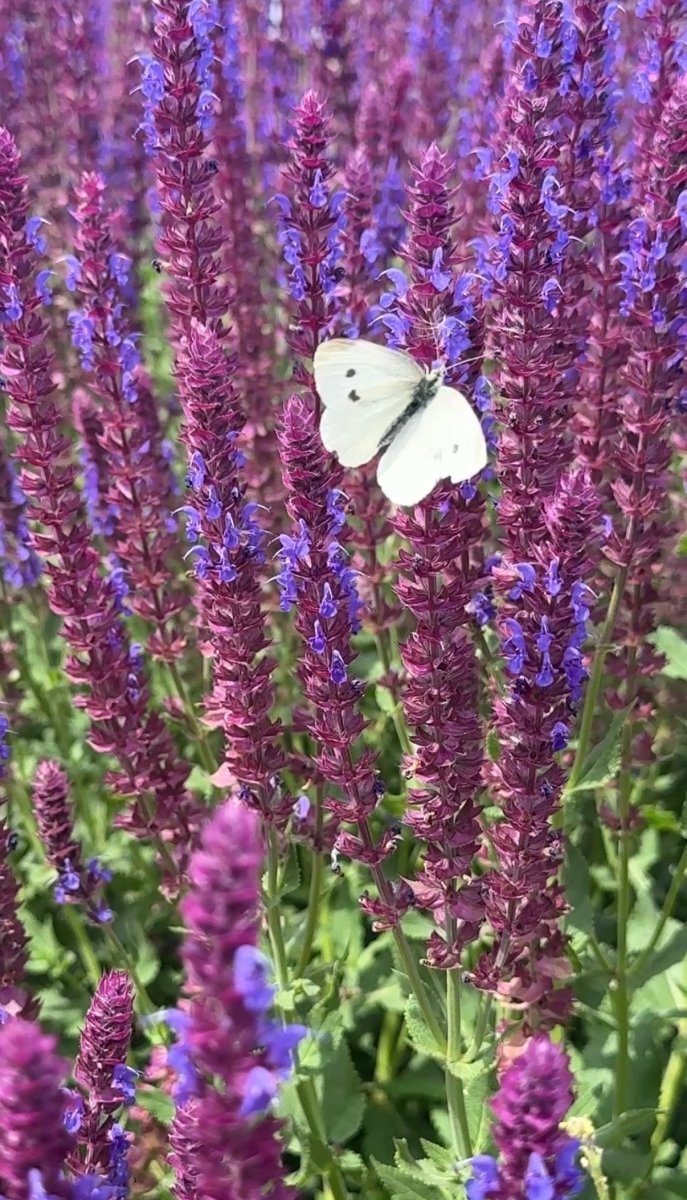 Salvia Violet Queen - Dandys Landscape Supplies