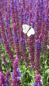 Salvia Violet Queen - Dandys Landscape Supplies