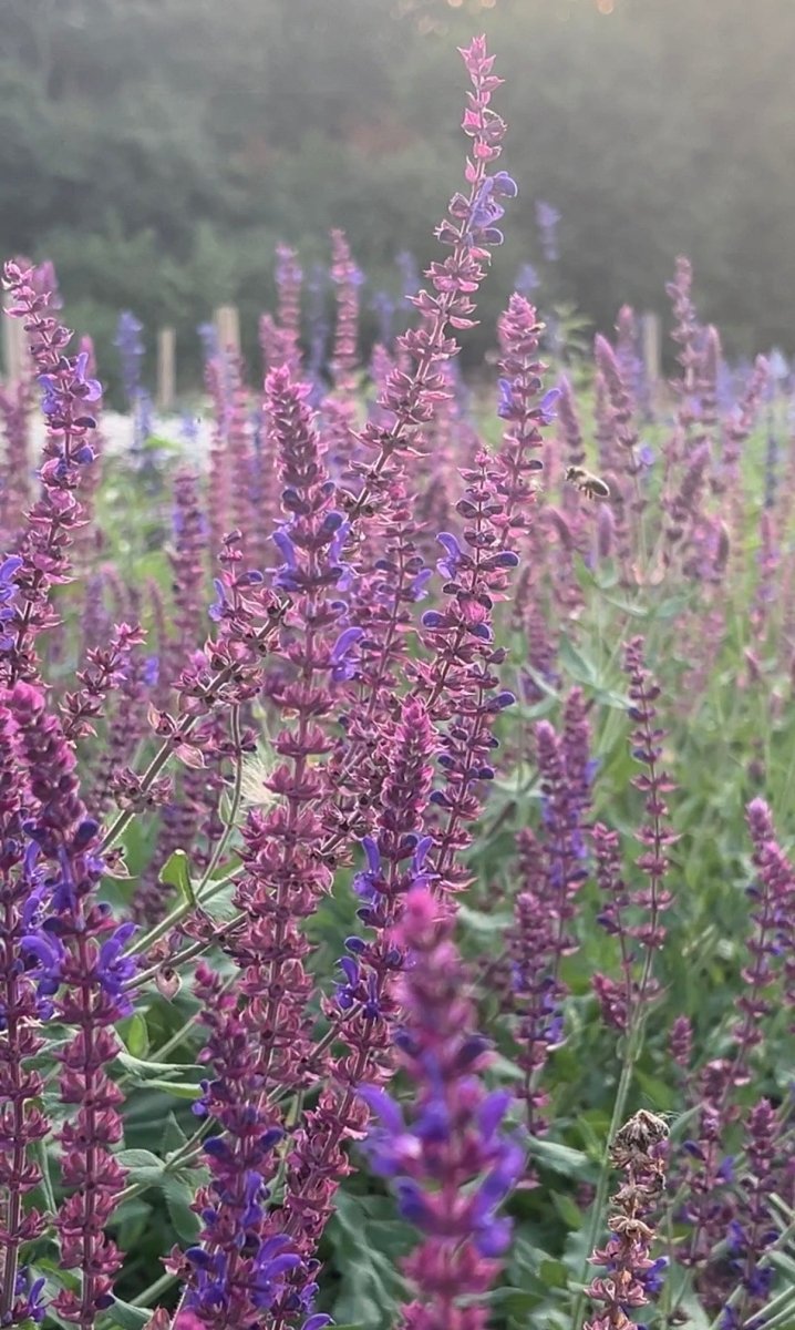 Salvia Violet Queen - Dandys Landscape Supplies