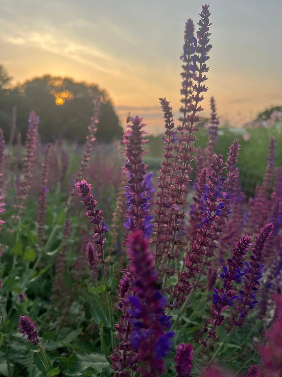Salvia Violet Queen - Dandys Landscape Supplies