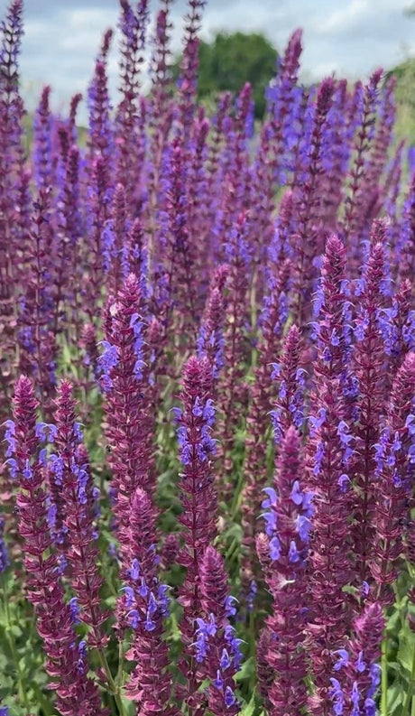 Salvia Violet Queen - Dandys Landscape Supplies