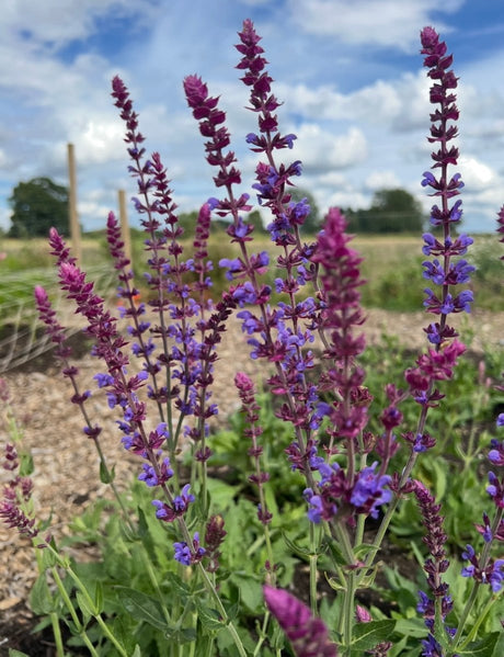 Salvia Violet Queen - Dandys Landscape Supplies
