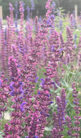 Salvia Violet Queen - Dandys Landscape Supplies