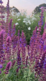 Salvia Violet Queen - Dandys Landscape Supplies