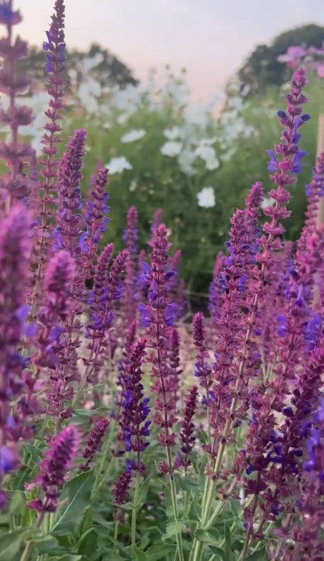 Salvia Violet Queen - Dandys Landscape Supplies