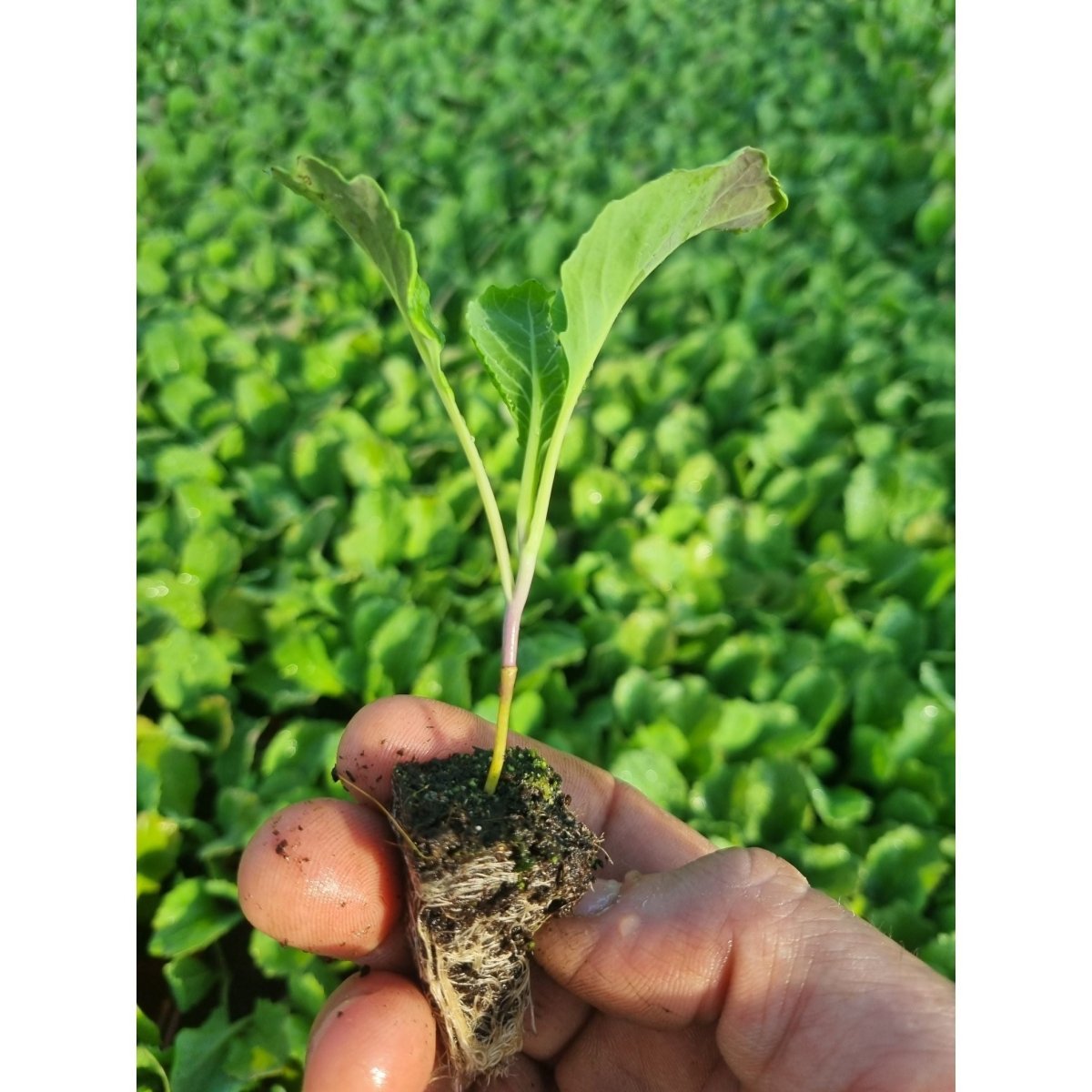Savoy Cabbage Plug Plants - "Grow Your Own" Vegetables **Letterbox & Eco Friendly Packaging** - Dandys Landscape Supplies