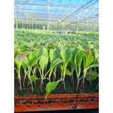 Savoy Cabbage Plug Plants - "Grow Your Own" Vegetables **Letterbox & Eco Friendly Packaging** - Dandys Landscape Supplies