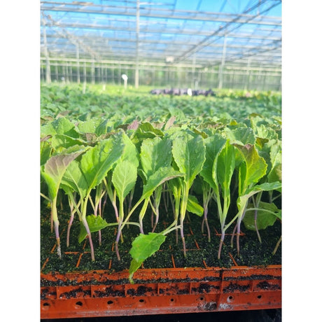 Savoy Cabbage Plug Plants - "Grow Your Own" Vegetables **Letterbox & Eco Friendly Packaging** - Dandys Landscape Supplies