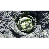 Savoy Cabbage Plug Plants - "Grow Your Own" Vegetables **Letterbox & Eco Friendly Packaging** - Dandys Landscape Supplies
