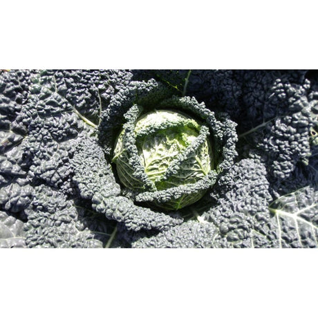 Savoy Cabbage Plug Plants - "Grow Your Own" Vegetables **Letterbox & Eco Friendly Packaging** - Dandys Landscape Supplies