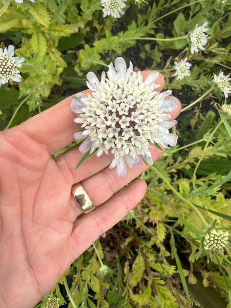 Scabiosa 'Drumstick' - Dandys Landscape Supplies