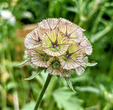 Scabiosa Stellata 'Drumstick' Seeds - Dandys Landscape Supplies