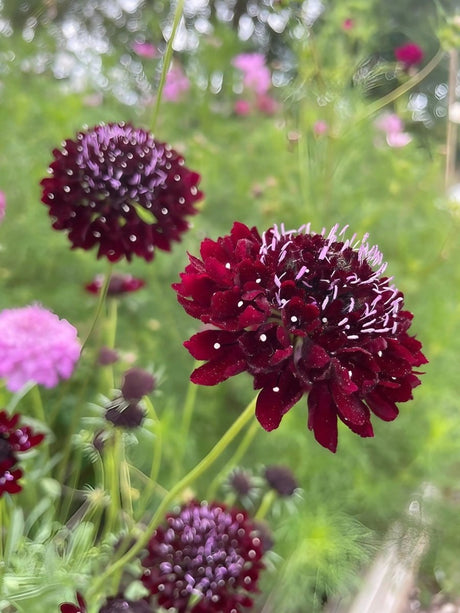 Scabious Black Knight Seeds - Dandys Landscape Supplies