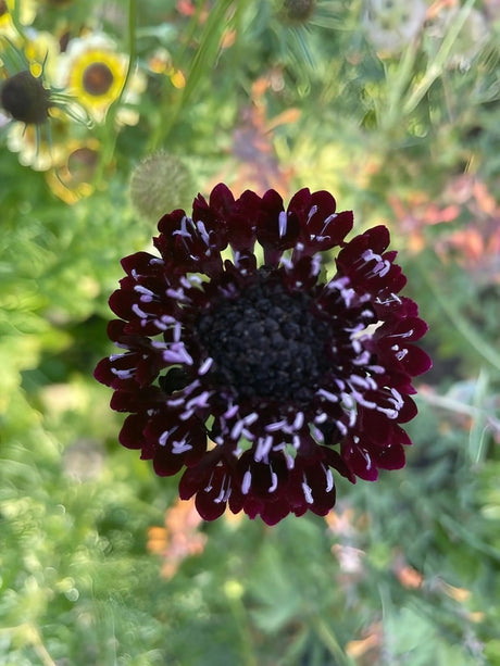Scabious Black Knight Seeds - Dandys Landscape Supplies