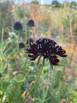 Scabious Black Knight Seeds - Dandys Landscape Supplies