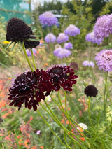 Scabious Black Knight Seeds - Dandys Landscape Supplies
