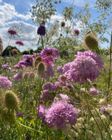 Scabious Imperial Mix Seeds - Dandys Landscape Supplies