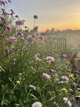 Scabious Imperial Mix Seeds - Dandys Landscape Supplies