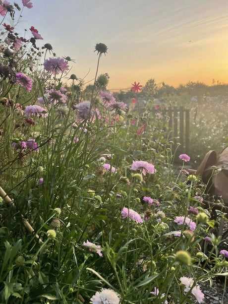 Scabious Imperial Mix Seeds - Dandys Landscape Supplies