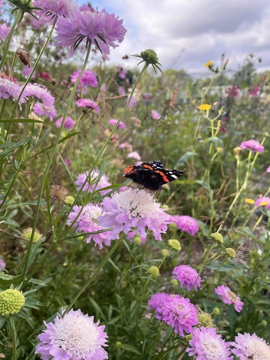 Scabious Imperial Mix Seeds - Dandys Landscape Supplies