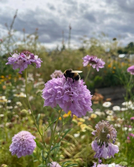 Scabious Imperial Mix Seeds - Dandys Landscape Supplies