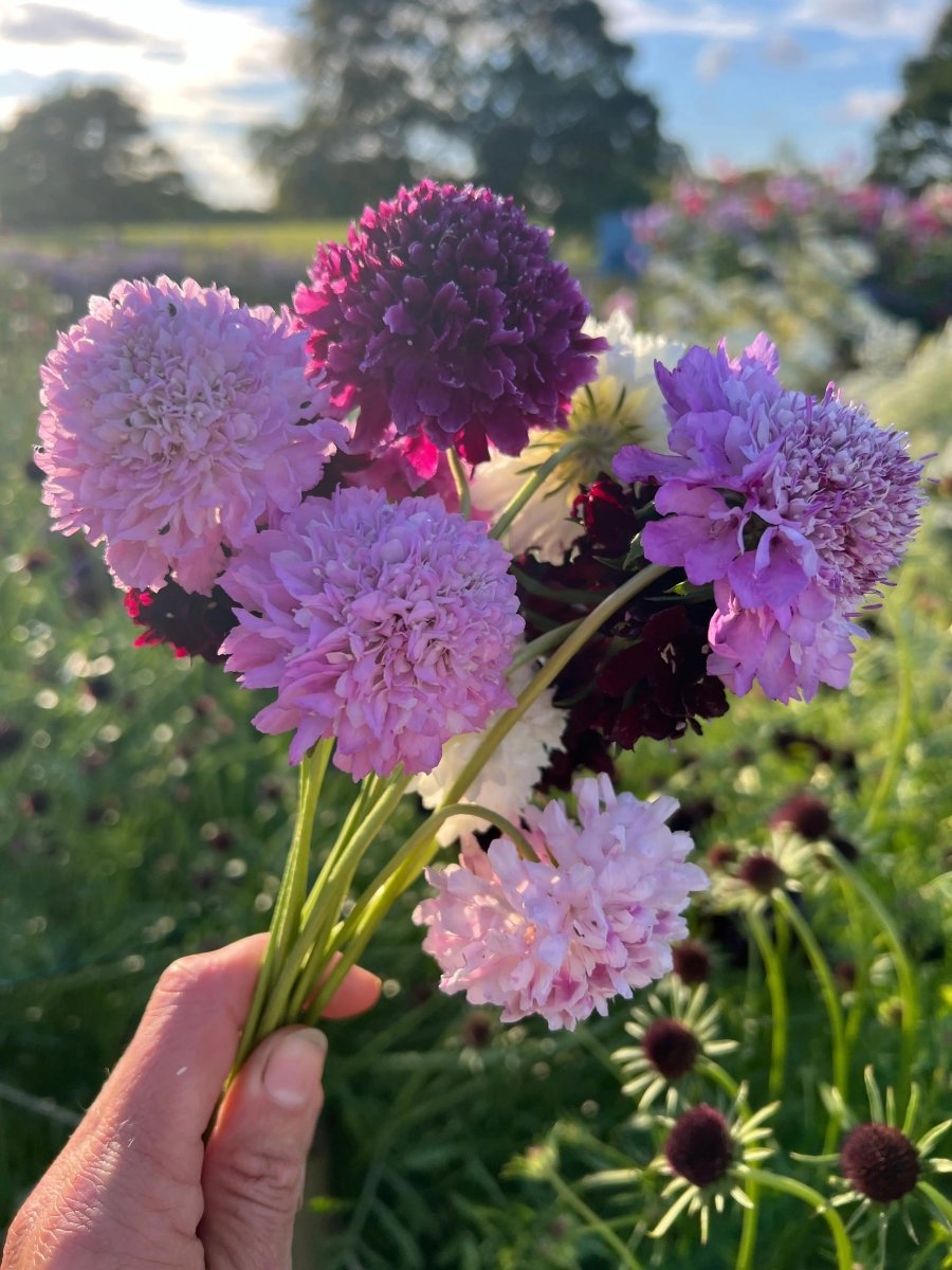 Scabious Imperial Mix Seeds - Dandys Landscape Supplies