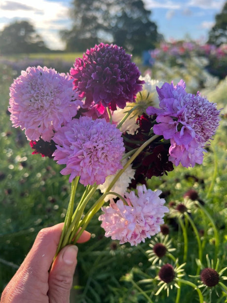 Scabious Imperial Mix Seeds - Dandys Landscape Supplies