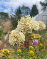 Scabious Imperial Mix Seeds - Dandys Landscape Supplies